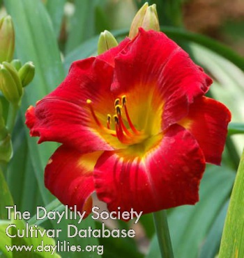 Daylily Mohican Chief